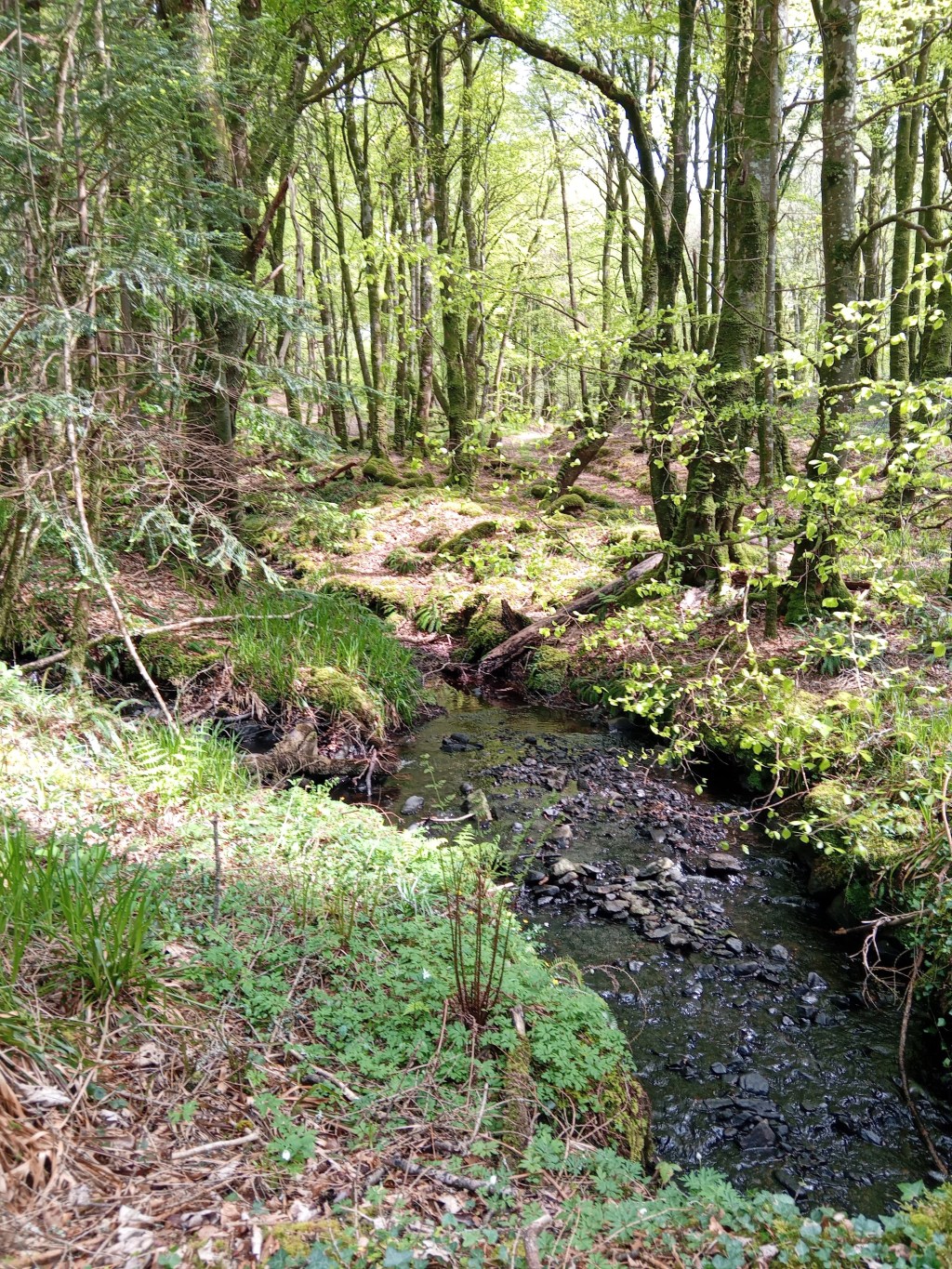 Reconnecting with Nature: Summer Camps in Glenalla and Gartan,&nbsp;Donegal